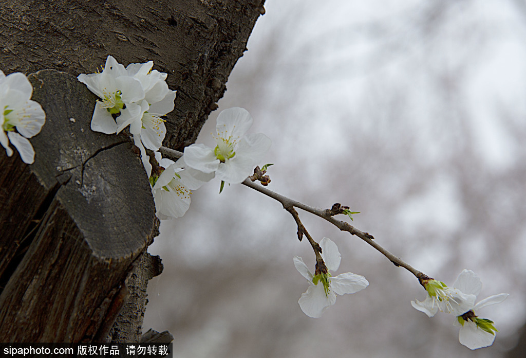 市民赏花乐享清明假期