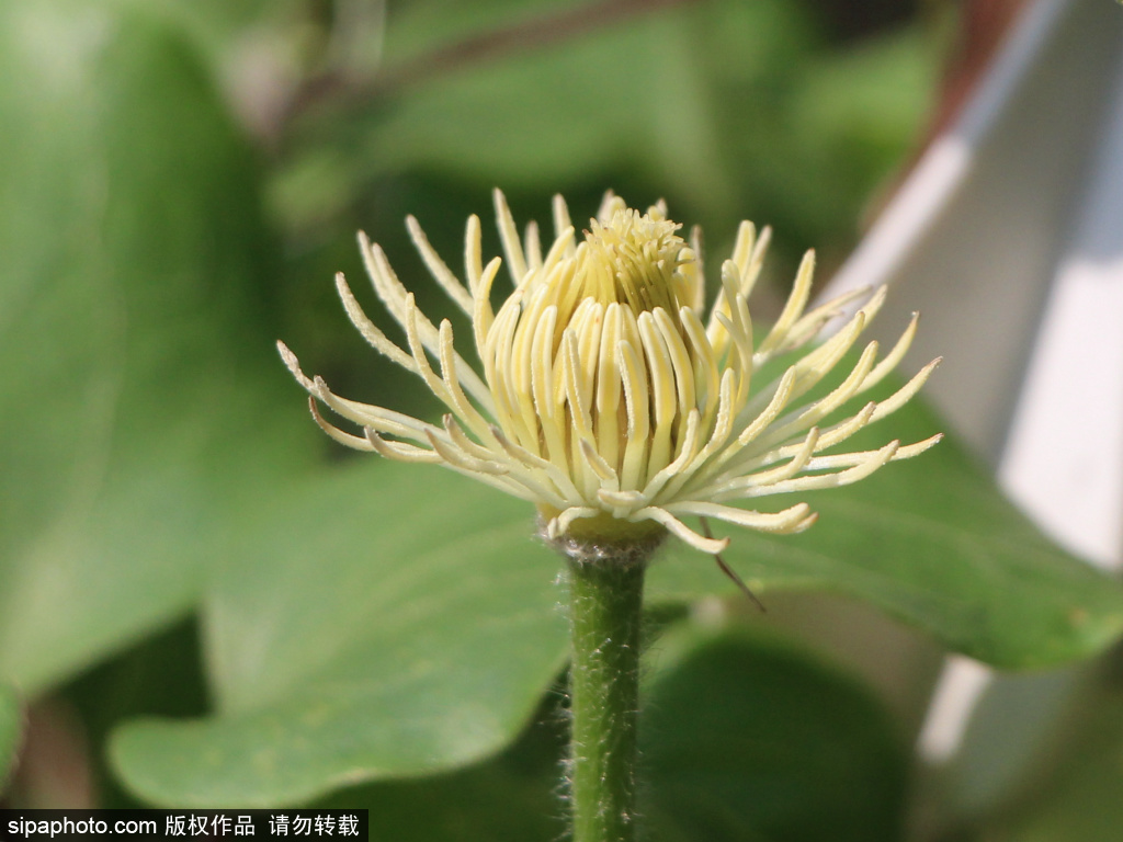 “藤本花卉皇后”铁线莲