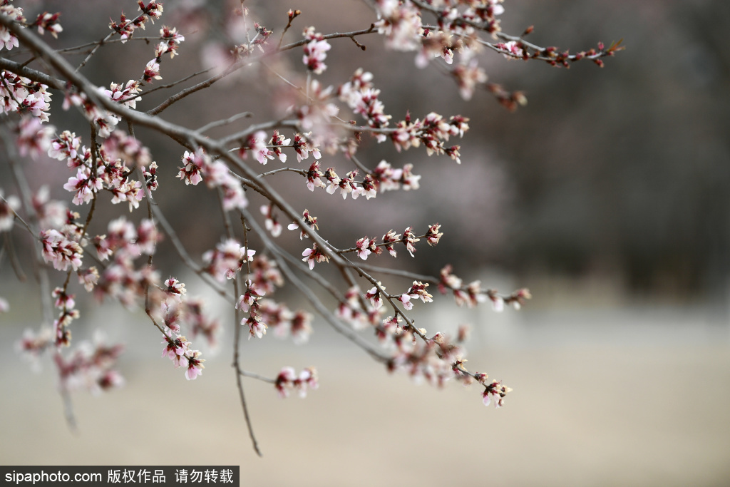 春季赏花——奥森北园桃花沟