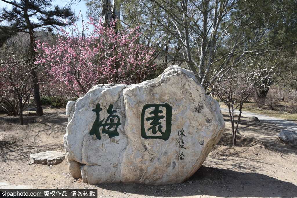 国家植物园，曹雪芹纪念馆赏梅花初绽