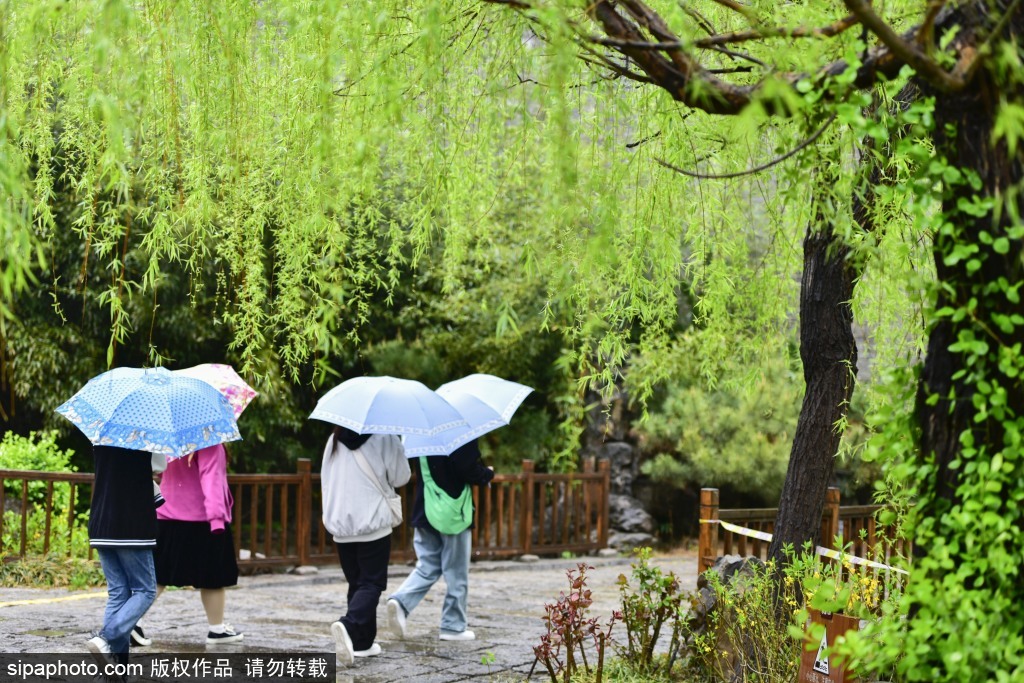 清明时节雨纷纷 踏青游玩享假期