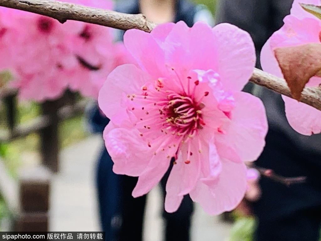 植物园里“桃红柳绿”，迎接最美四月天