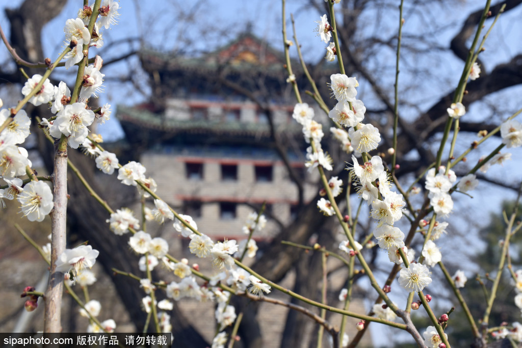 北京明城墙遗址公园梅花吐蕊惹人醉，市民纷纷前来赏花打卡