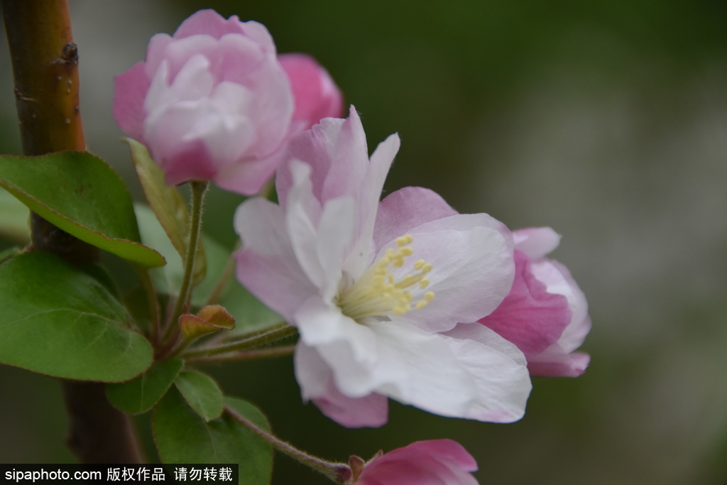 海棠花溪含苞次第开，本周末或迎最佳观赏期