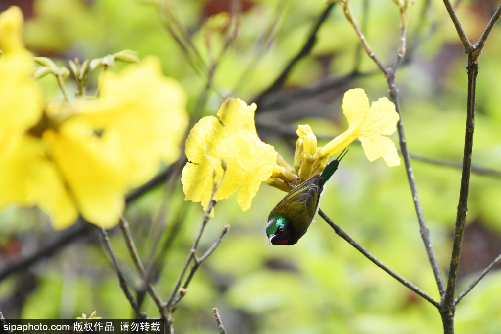 风铃花开春光美