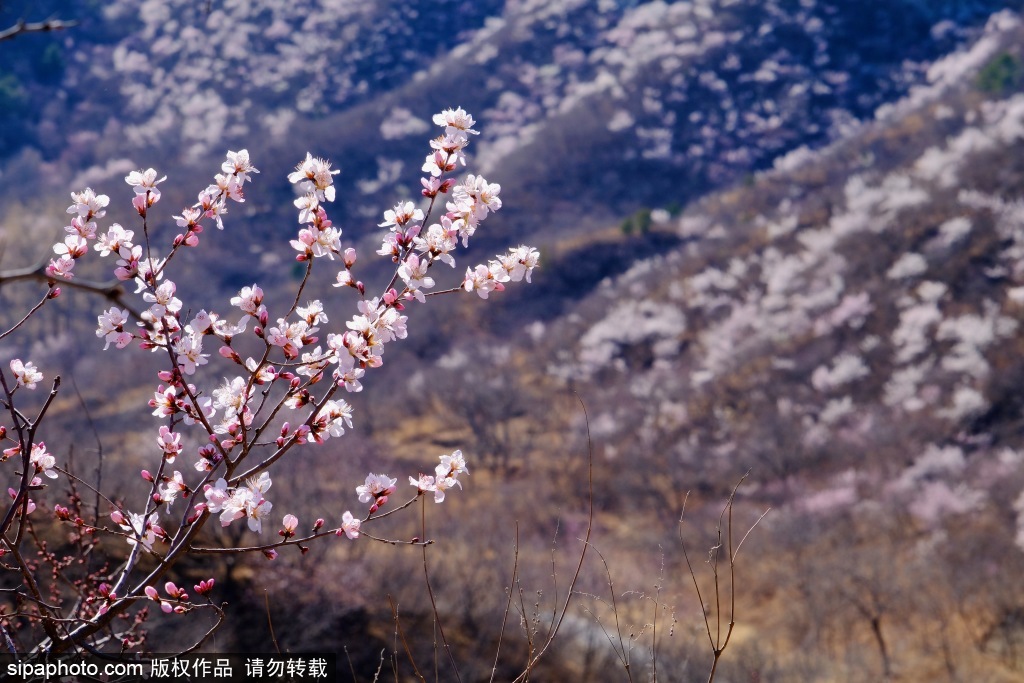 昌平郊区山桃花开正当时