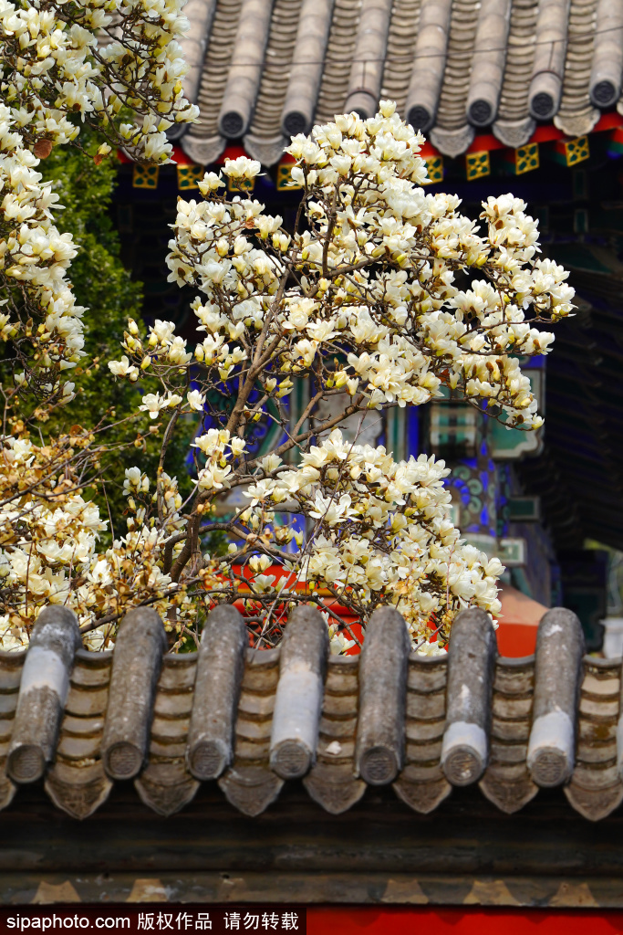 “京西小故宫”万寿寺内玉兰花盛开