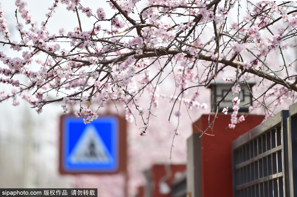 十里堡河畔山桃花盛开，来这里邂逅春日浪漫