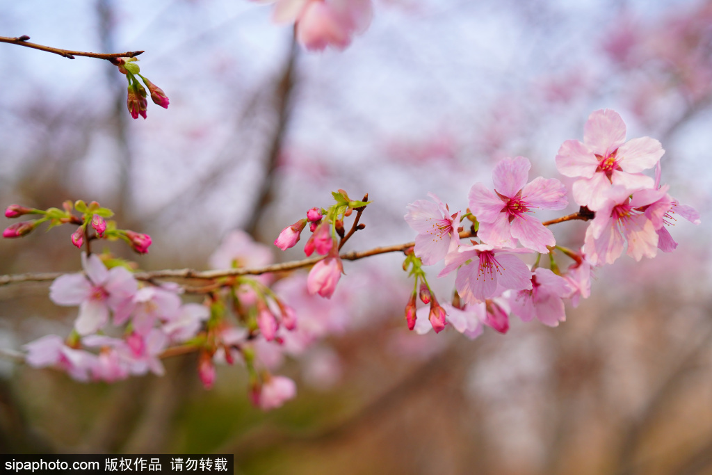 玉渊潭公园樱花绽放 如梦似幻尽显春季浪漫