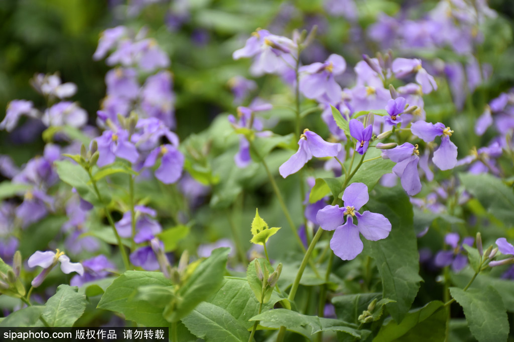 天坛公园二月兰紫色花海醉游人