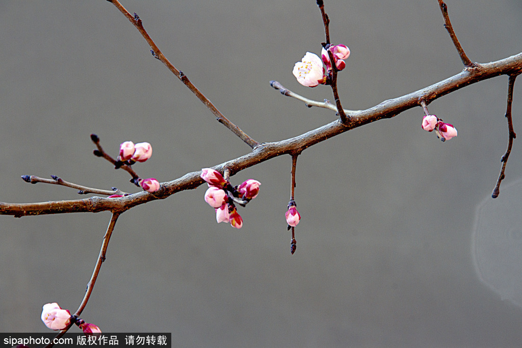 花卉各异入花期