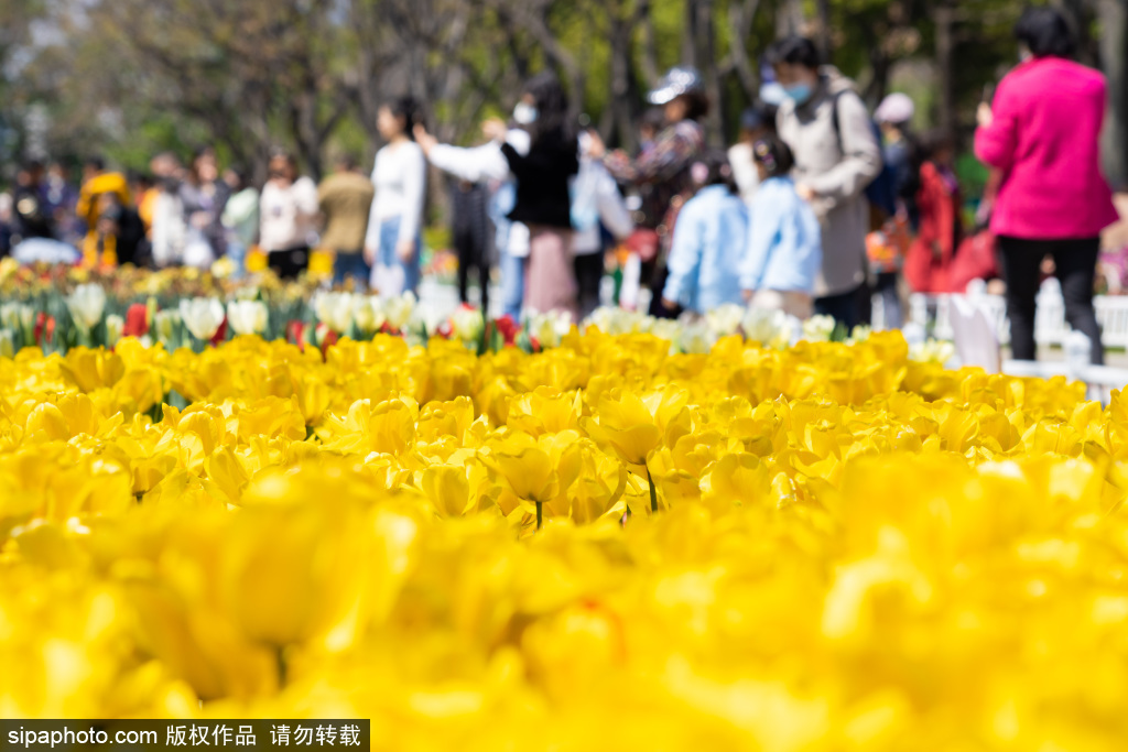 踏青赏花享春