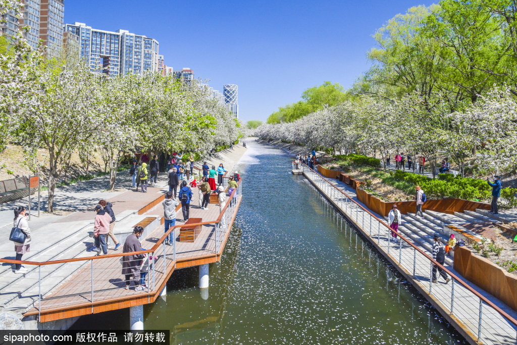 望京河畔，海棠花开迎客来