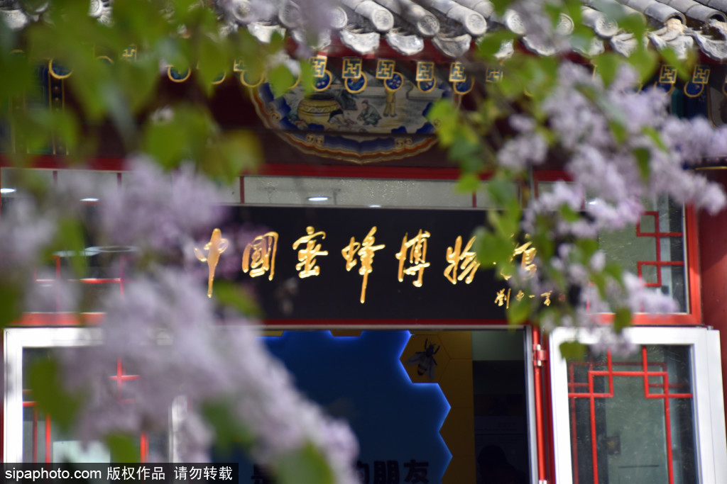 打卡京城特色的小众博物馆中国蜜蜂博物馆，领略蜜蜂文化千年传承