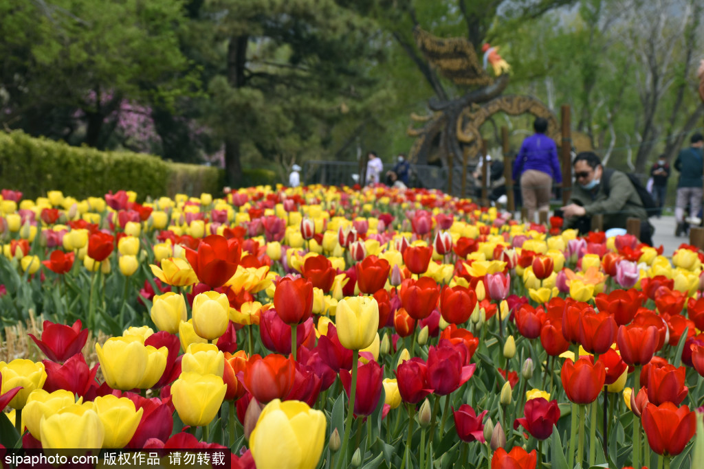 国家植物园迎来郁金香观赏季