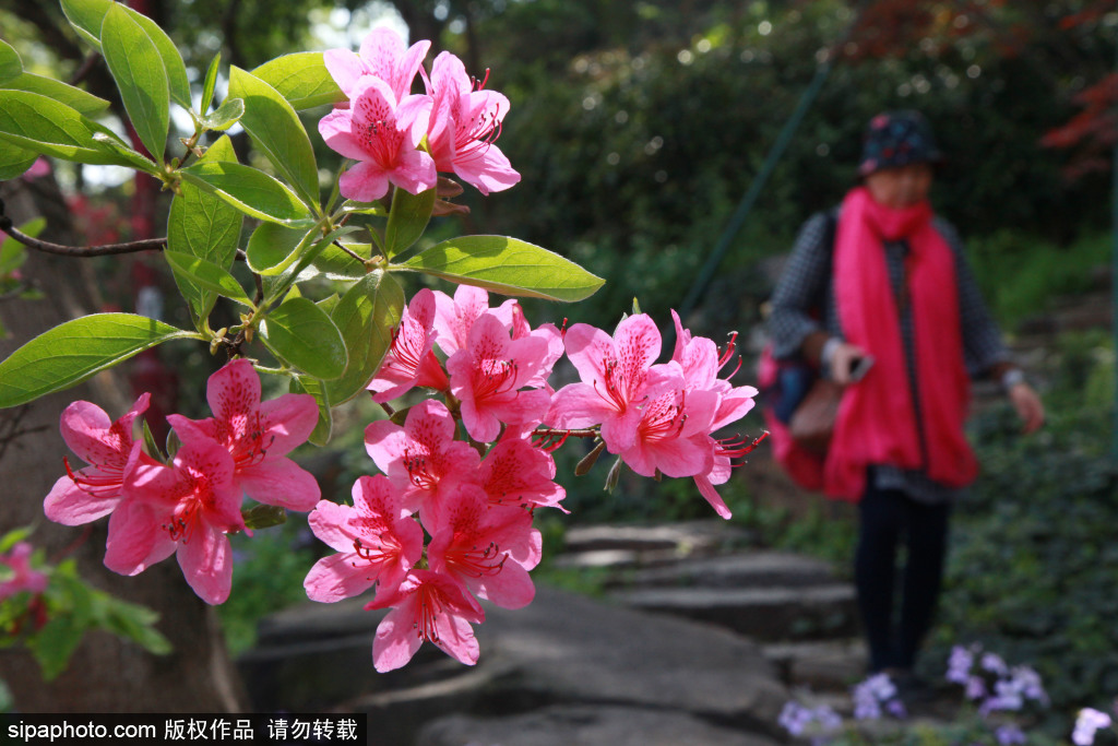 杜鹃花开 美不胜收