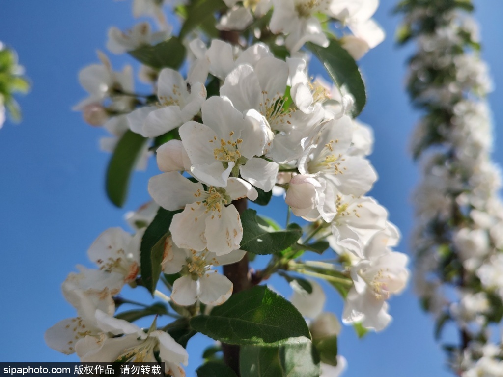 北京迎晴朗好天气 街头百花争艳春色浓