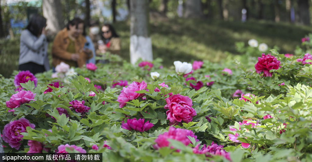 牡丹花开醉游客