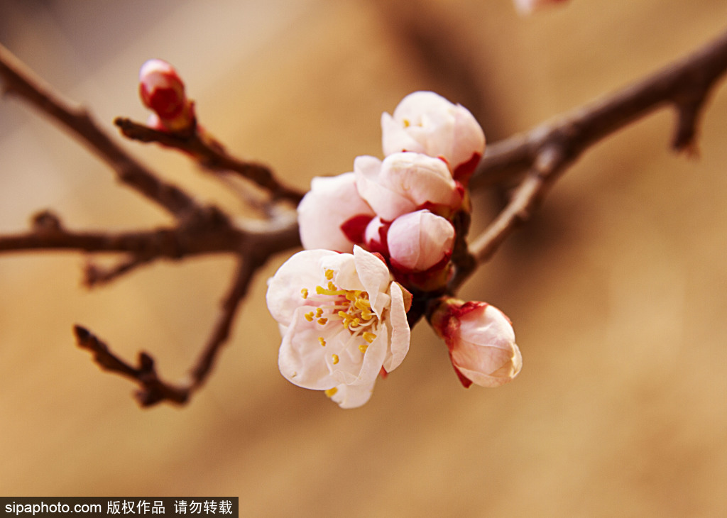 赏花季节杏花美