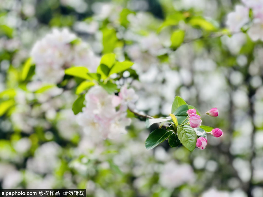 陶然亭公园春花节令人陶醉