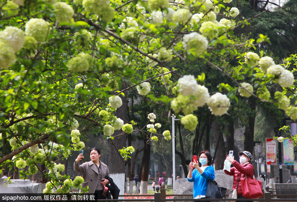 绣球花开坠枝头 踏青赏花享春光