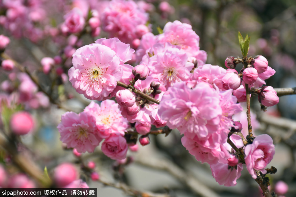 国家植物园“品虹”桃花新品种进入最佳观赏期，芳四溢宛若世外桃源