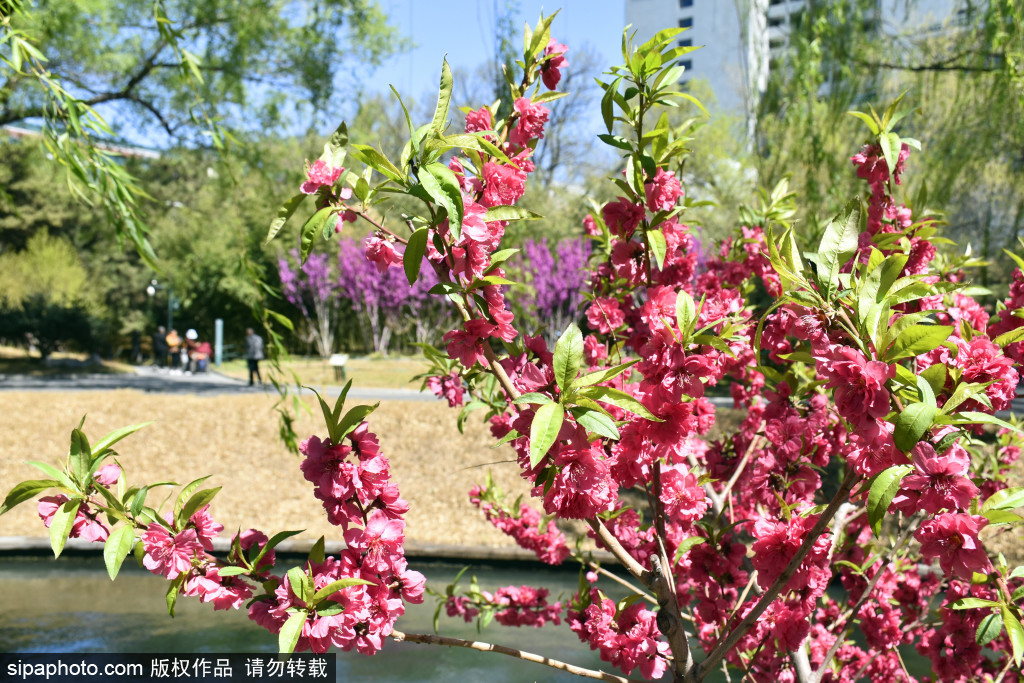 五一假期临近，紫竹院公园春暖花开春意浓