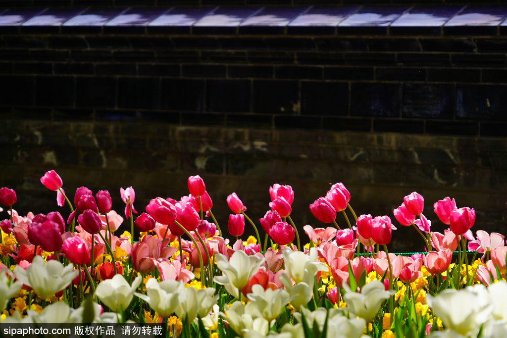 中山公园郁金香进入盛花期 阳光下摇曳组成彩色花带