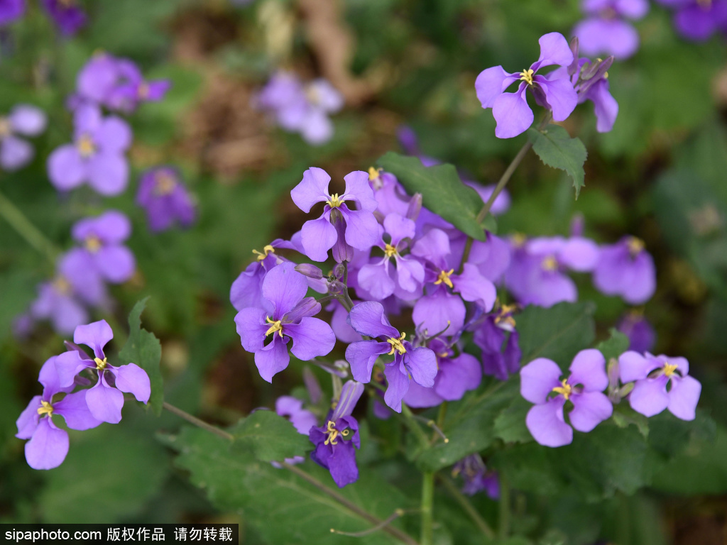 天坛公园二月兰进入盛开期，紫色“花海”迷人眼