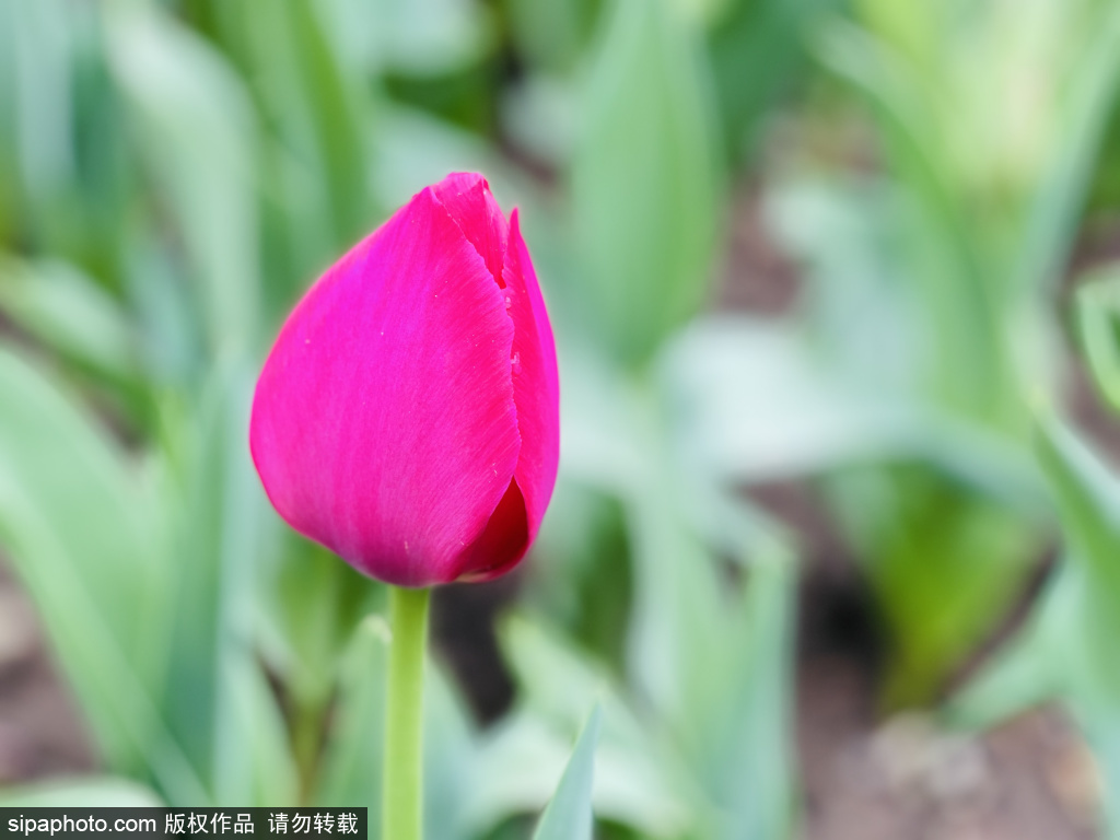 宣武艺园，遇见郁金香花开