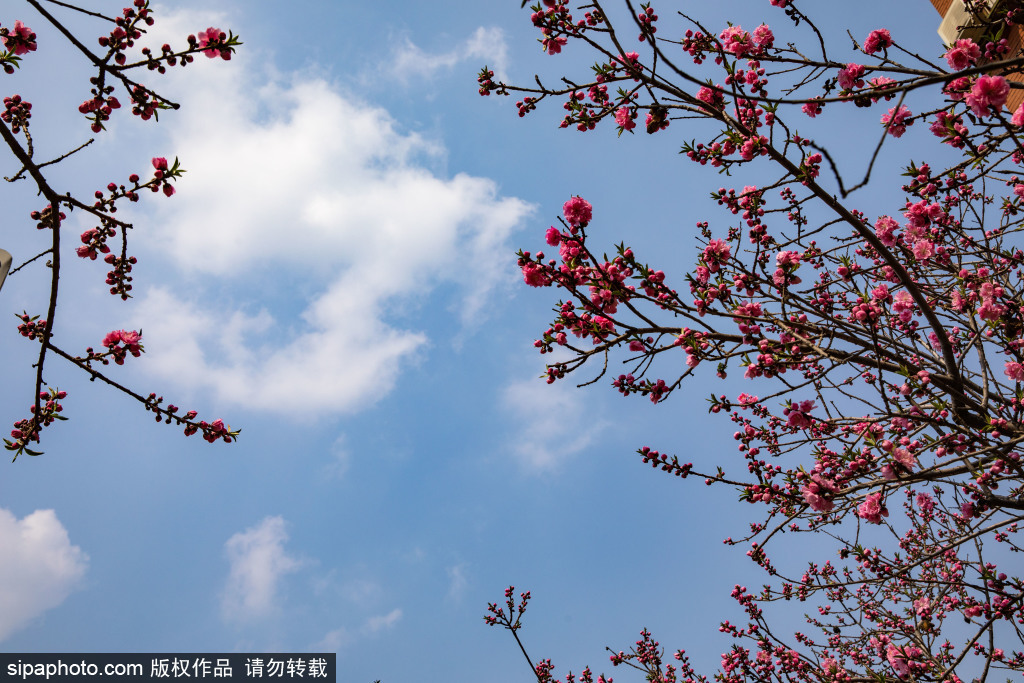 津河两岸桃花盛开