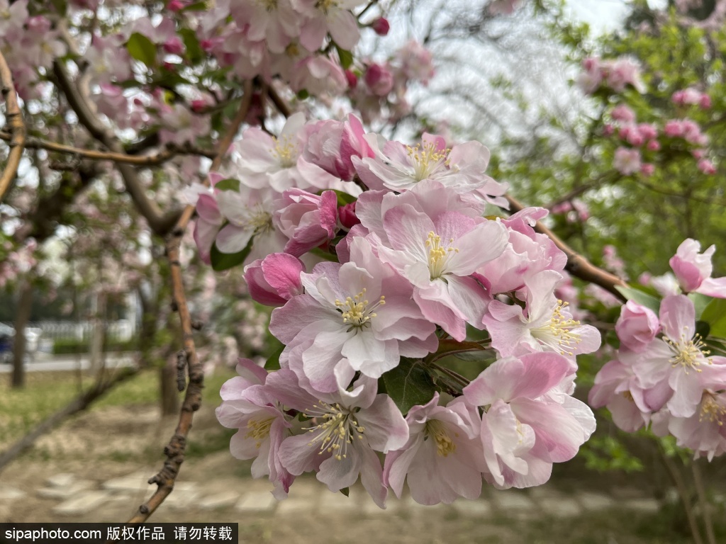 元大都遗址公园海棠渐入盛花期，来无界公园打卡“海棠花溪”