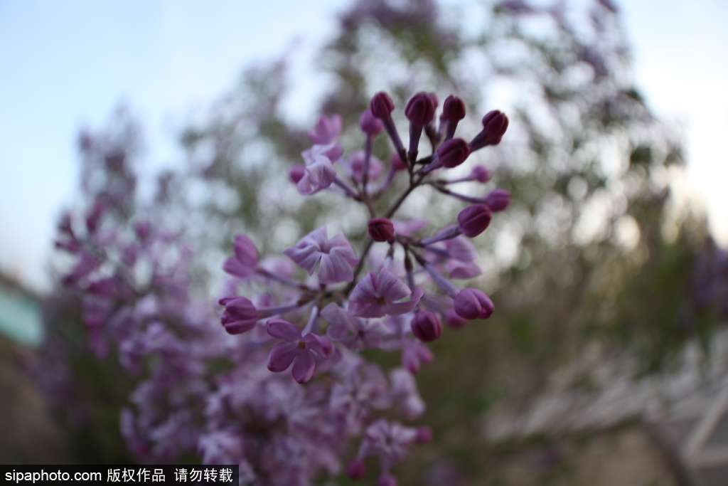 鱼眼拍花，另外一个视角看春天