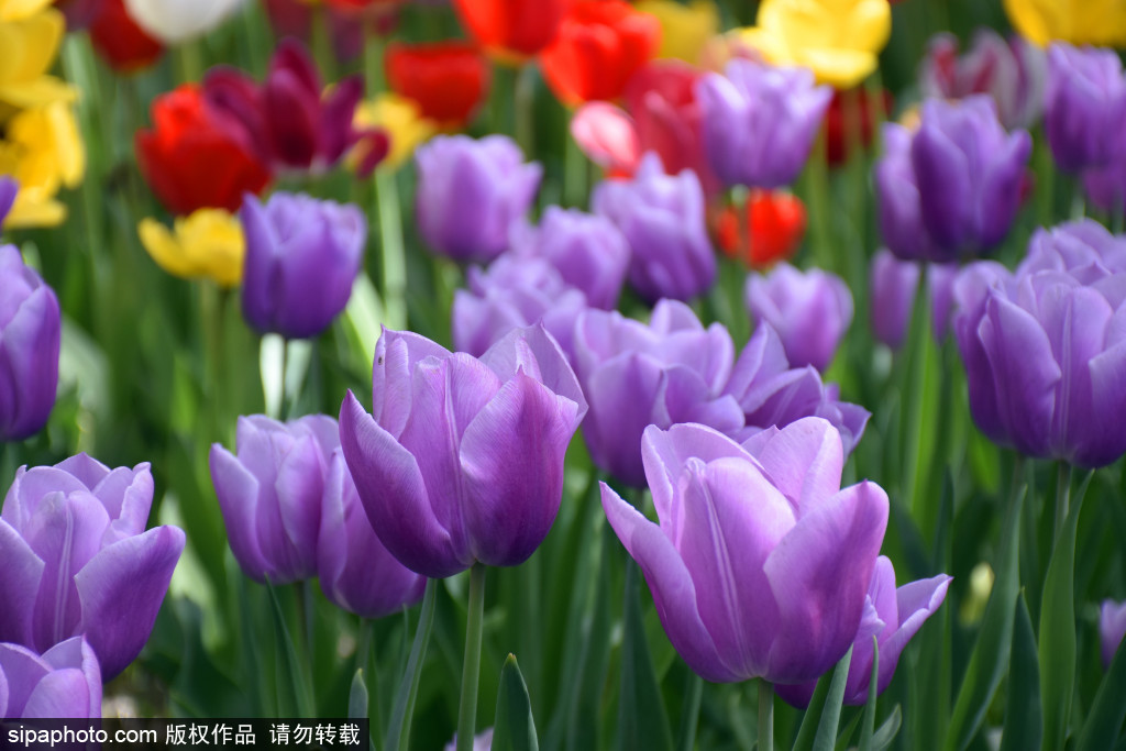 中山公园郁金香花海迎来最佳观赏期，似大地铺花春意盎然美不胜收