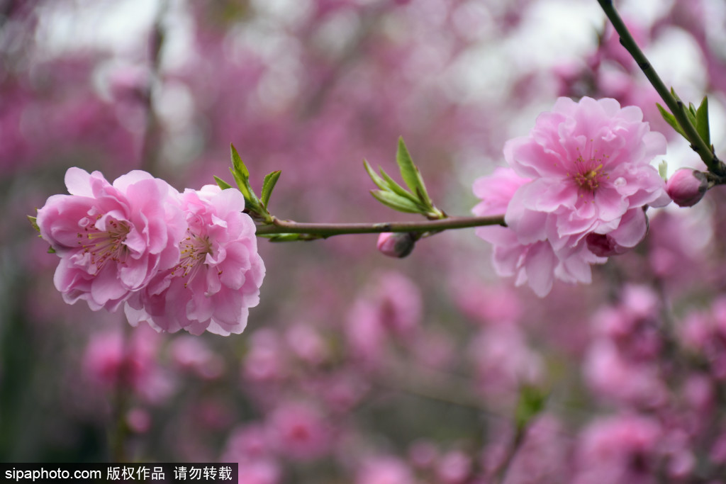 中山公园品红桃花进入最佳观赏期