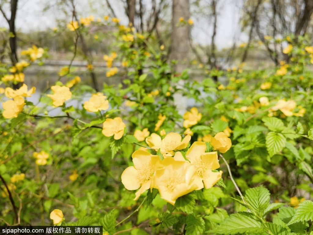 立水桥公园棣棠花开灿若金 丁香花芳香怡人