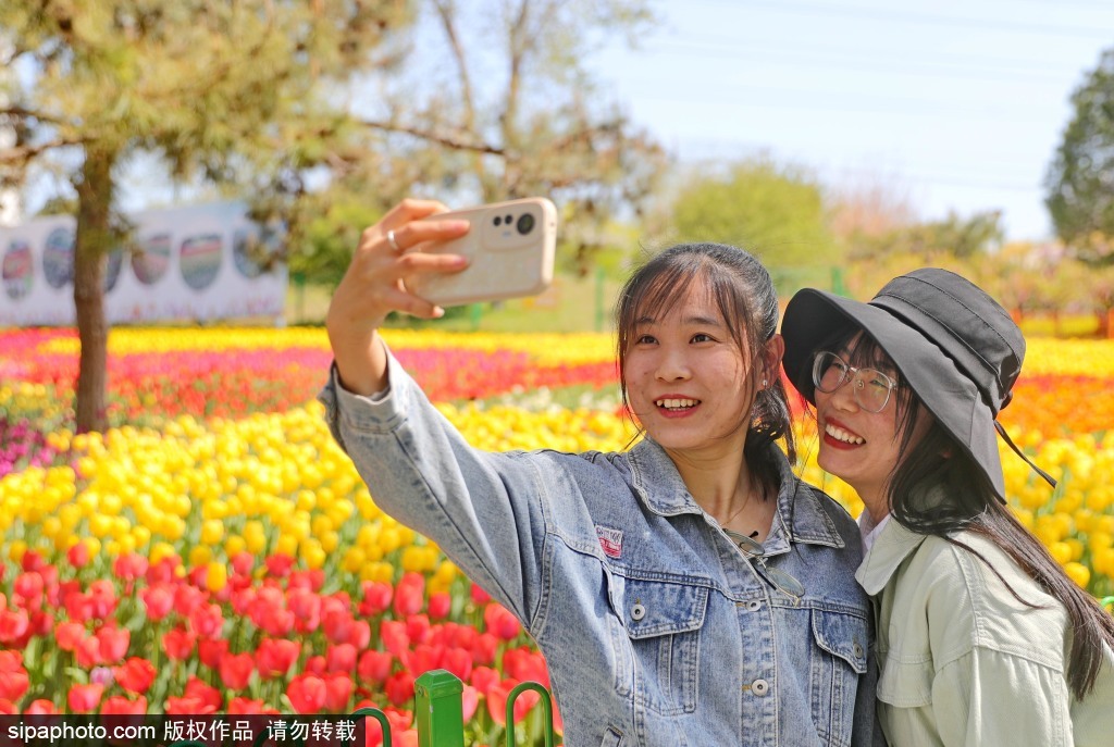 郁金香花开引客来