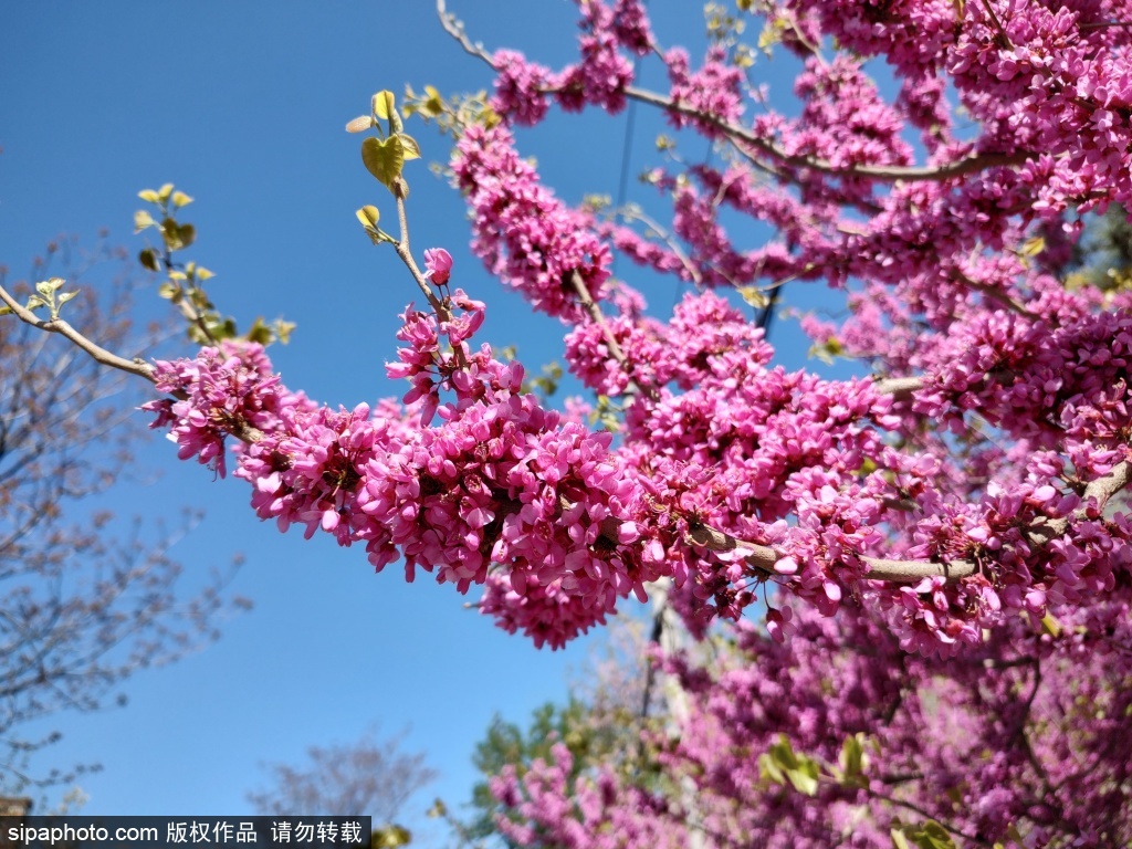 春日紫荆花开姹紫嫣红醉游人