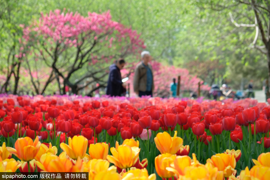 国家植物园郁金香花开