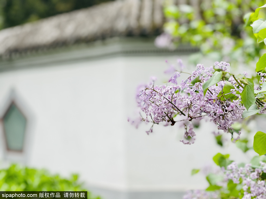 宣武艺园丁香书院花开香芬芳