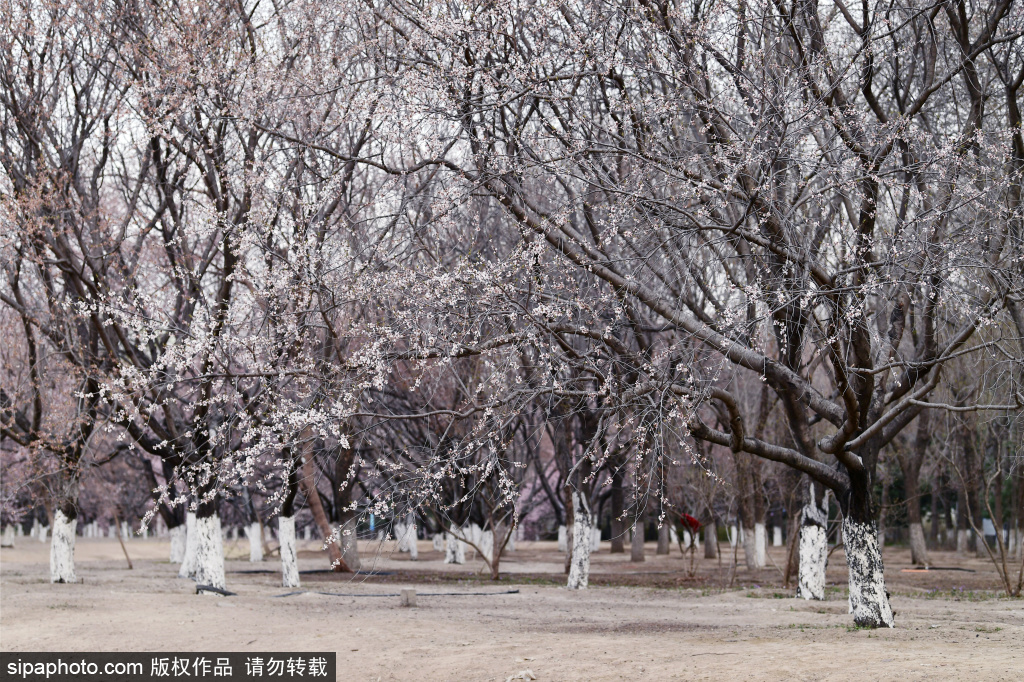 春季赏花——奥森北园桃花沟