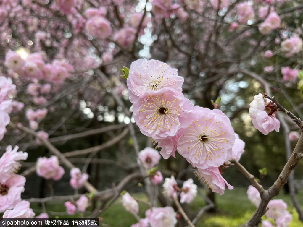 北海公园满园春色醉游人