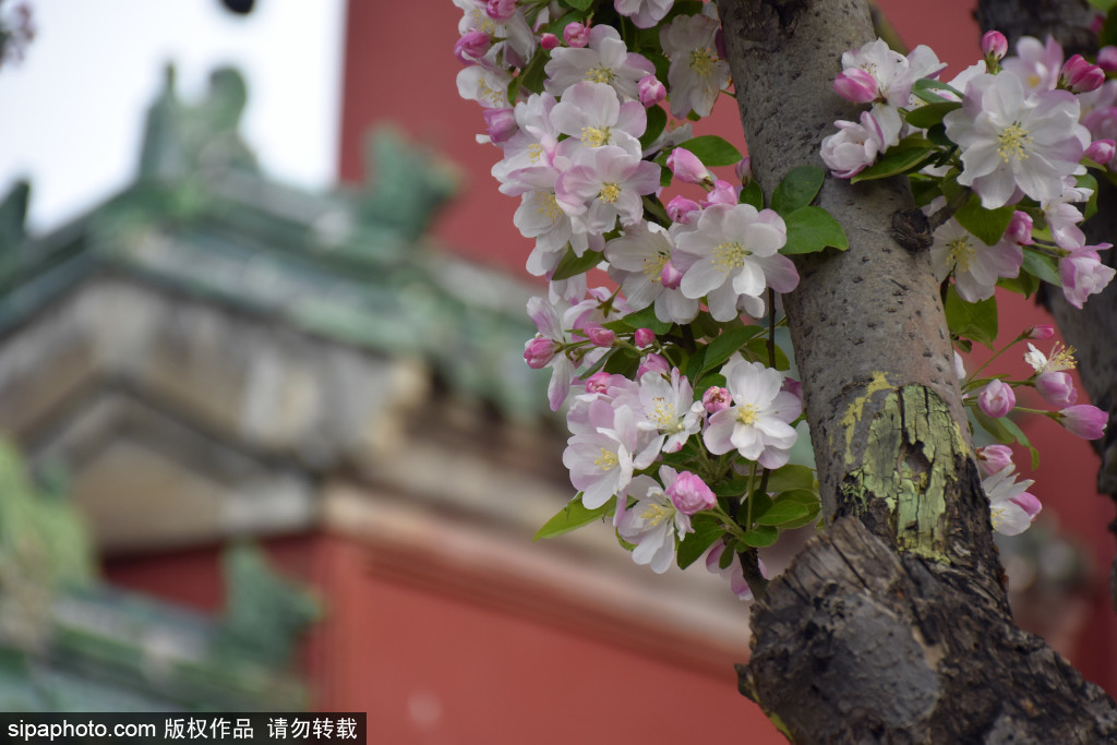 天坛公园红墙旁海棠花儿竞相绽放进入盛花期，邂逅最美的“春日限定”