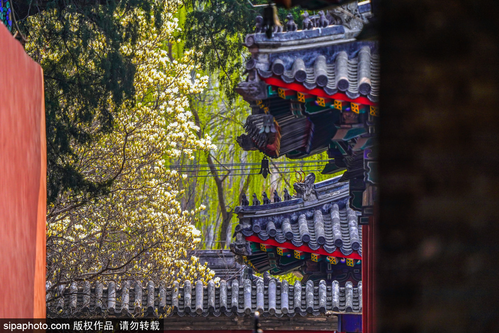 “京西小故宫”万寿寺内玉兰花盛开