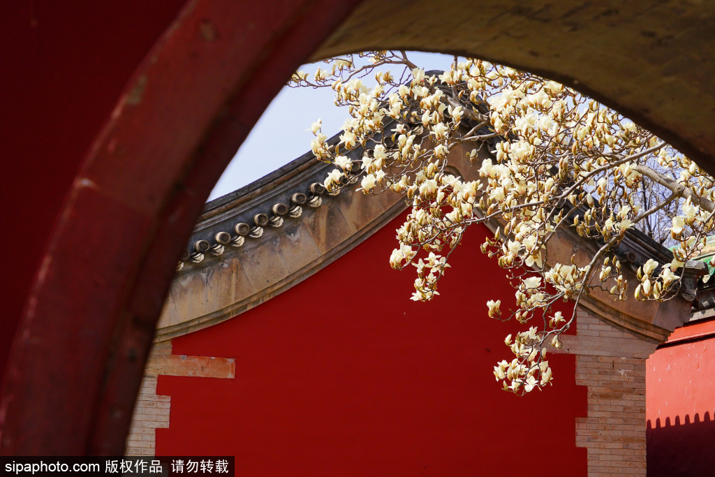 天坛公园迎赏花好时节，斋宫玉兰映红墙更显高贵典雅