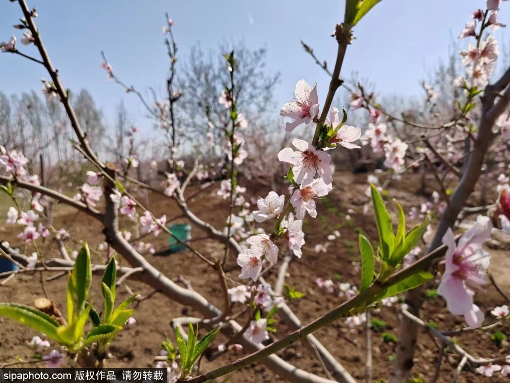 平谷桃花盛开春意盎然