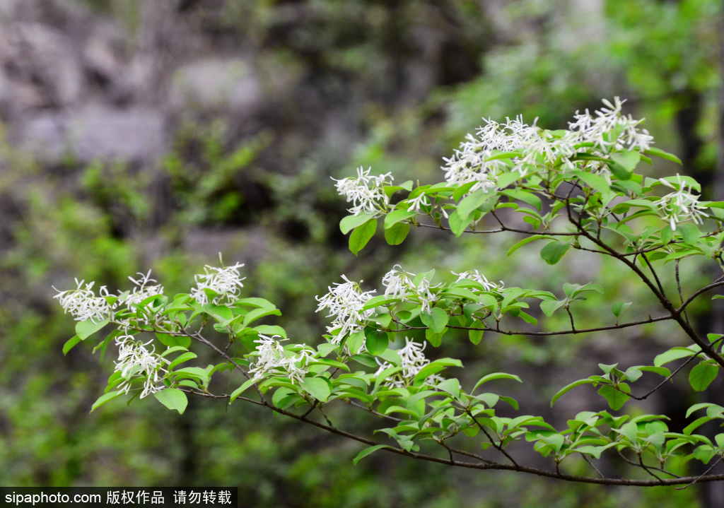 流苏花开满树白