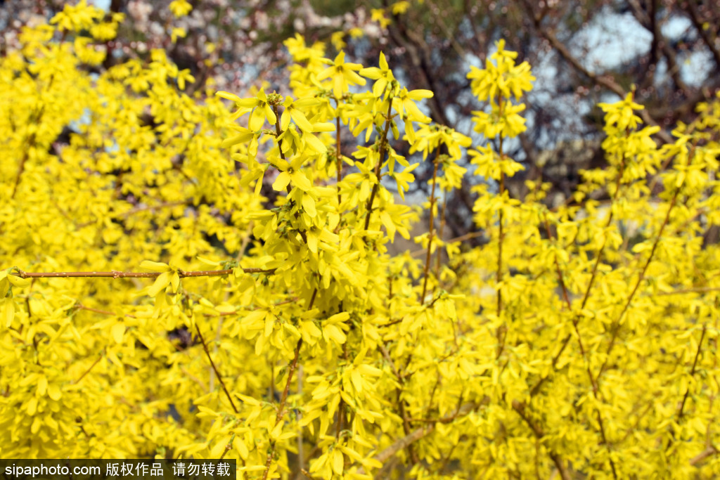 中山公园古建筑旁连翘花开带来“满地金黄”，香气扑鼻令人陶醉