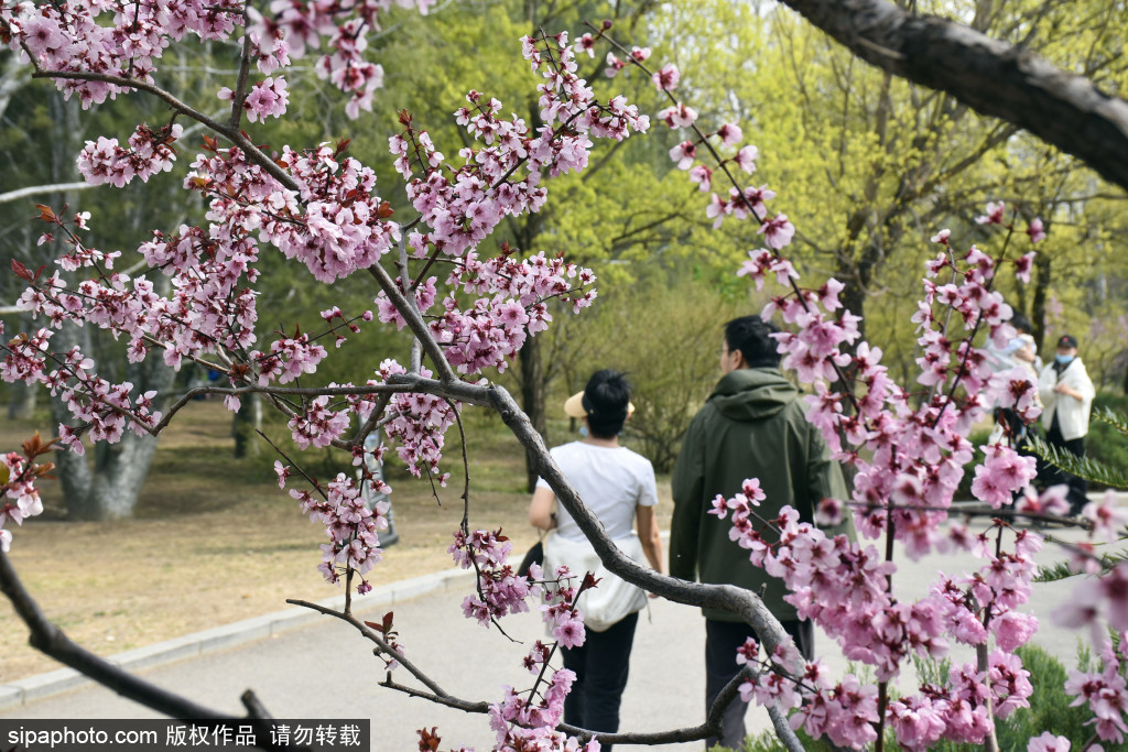 国家植物园美人梅吐蕊惹人醉，市民纷纷前来赏花打卡