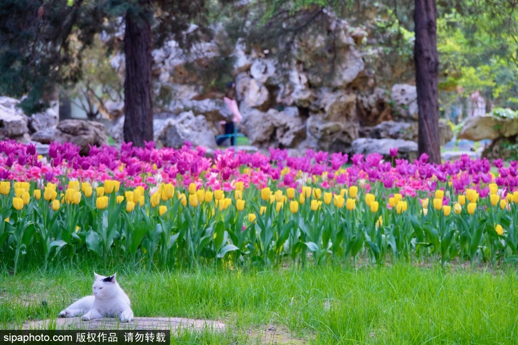 中山公园御猫郁金香相映成趣